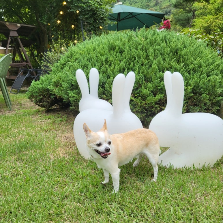 카페진안 이미지