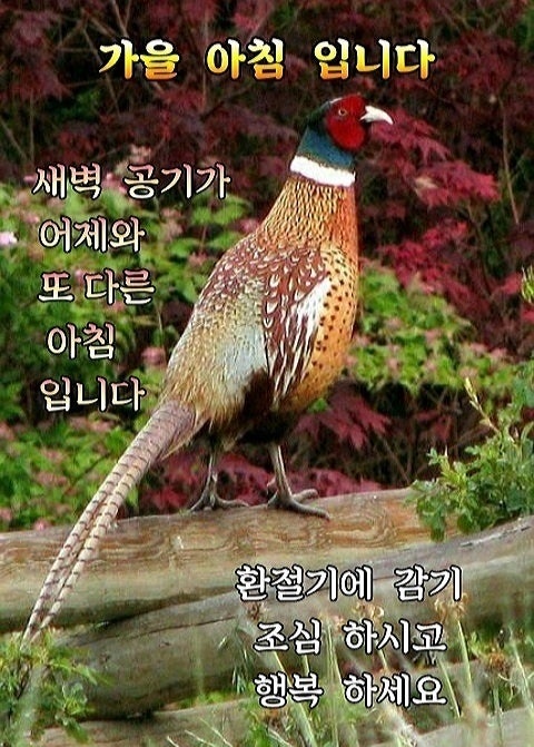 앵두노래광장 이미지