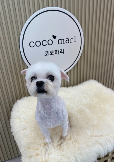 코코 반려견미용실 이미지