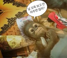 행복한정육점 이미지