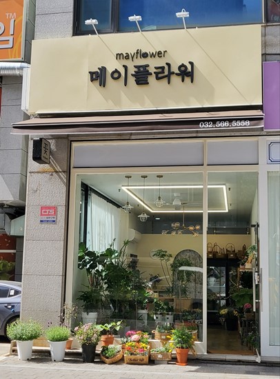 메이플라워 이미지