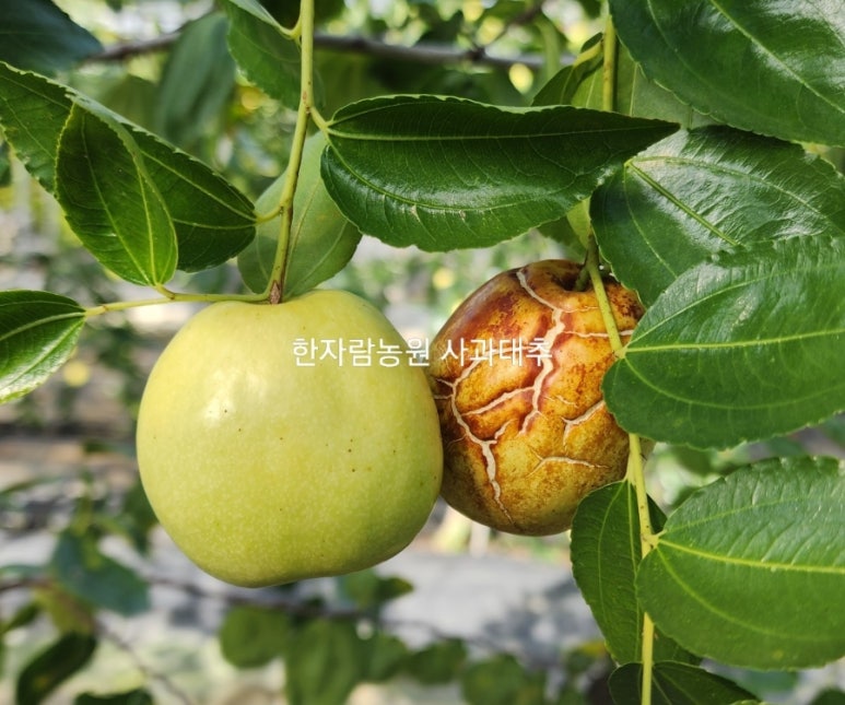 하늘아삭(주) 이미지