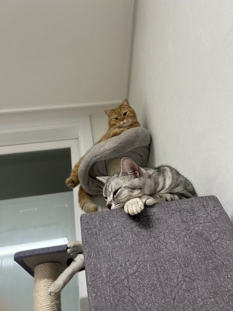 핑당구장 이미지