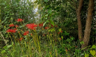 트루바두르 이미지
