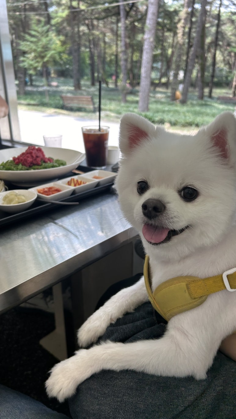 포크테일 이미지