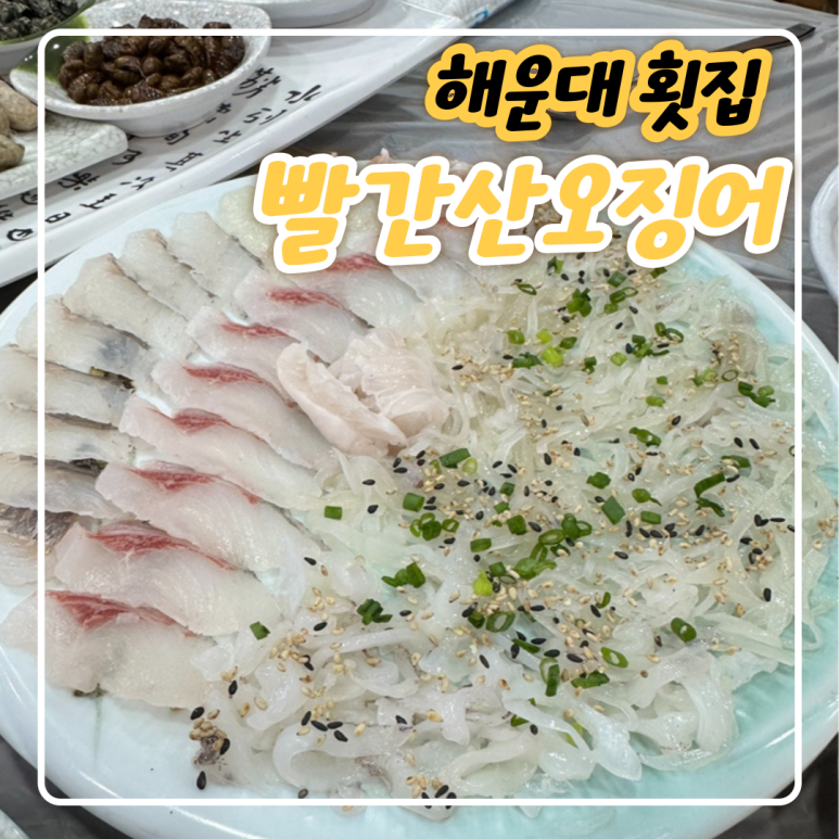 빨간산오징어 이미지