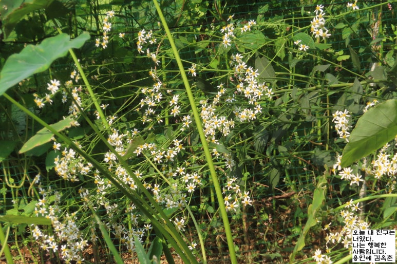 고마리(주) 이미지