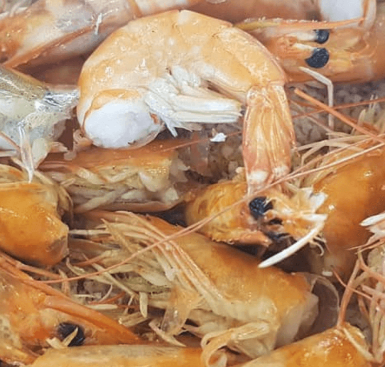 생생조개 이미지