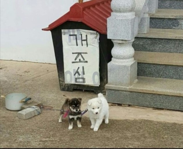 음 이미지