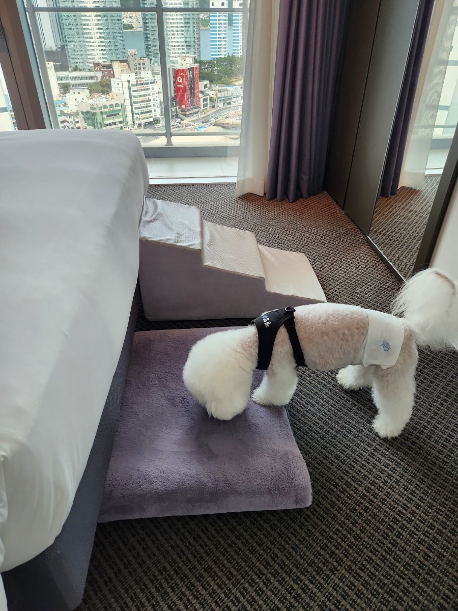 송도 그랩디오션 호텔 프리미어 스위트 애견동반 후기 — 사진 16