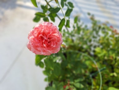 피오니플랜트 이미지