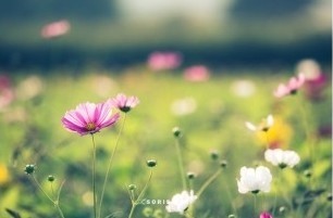 우리;꽃 이미지