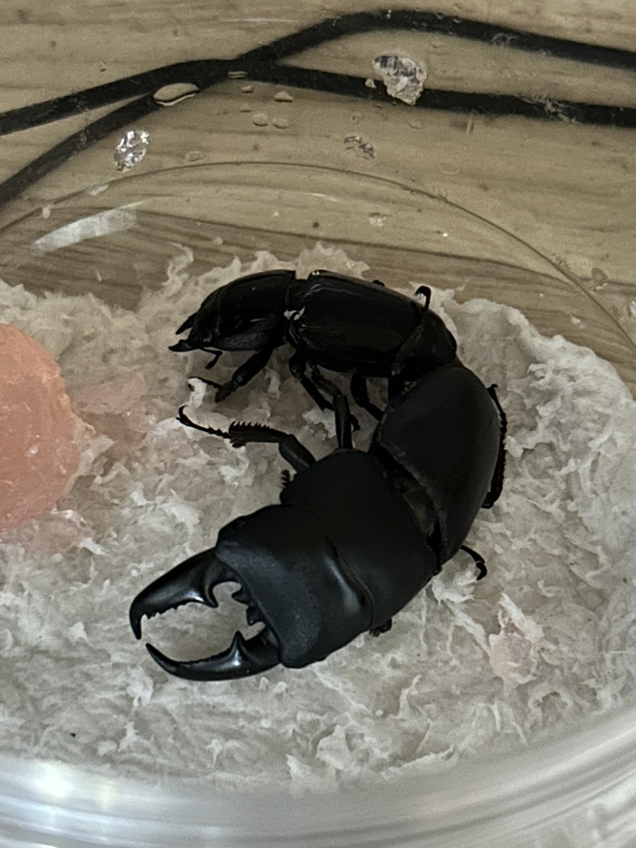 오쿠바 이미지