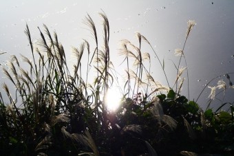우리;꽃 이미지