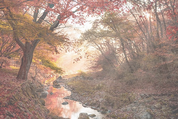낙지사랑 이미지