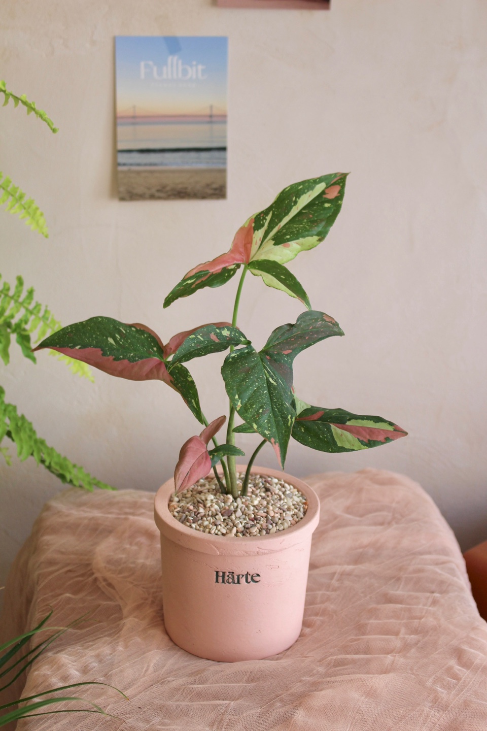 Flowershop 이미지