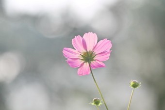우리;꽃 이미지