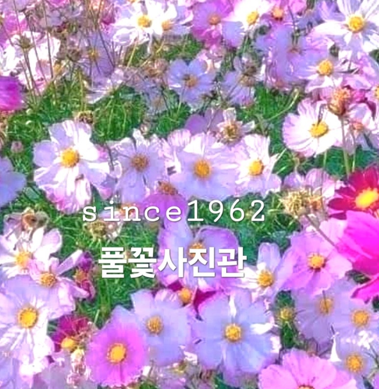 푸른사진관 이미지