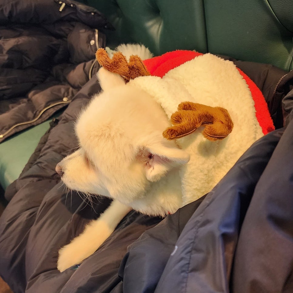 카페리벌티 이미지