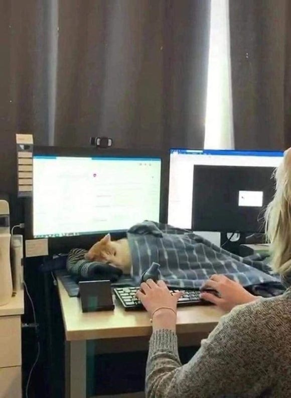 도도리 이미지