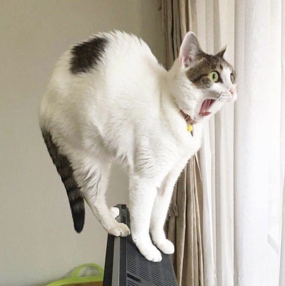 몰리홀릭 이미지