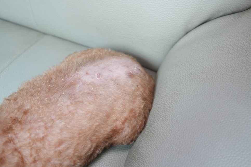 우리 집 강아지 말티즈 ‘초코’를 위한 피부 영양제, 메이드인랩 필리 100개입 사용 후기 이미지 15