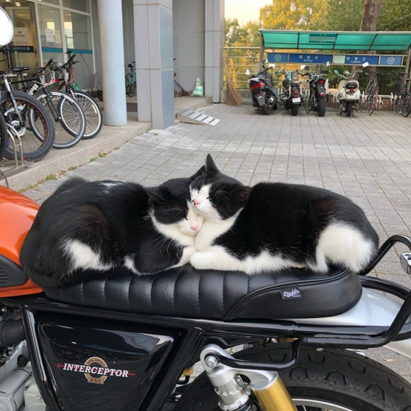 도도리 이미지