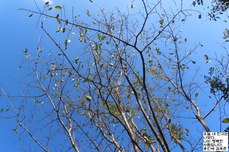국화호수 이미지