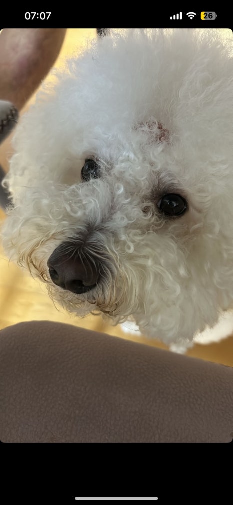 거참 이미지