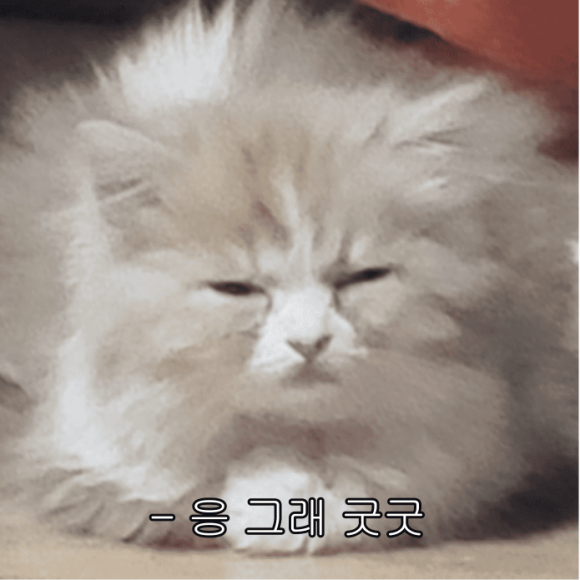 응 이미지