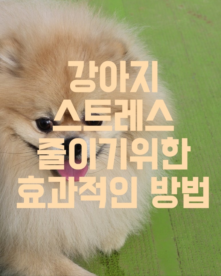 강아지 스트레스 대처법