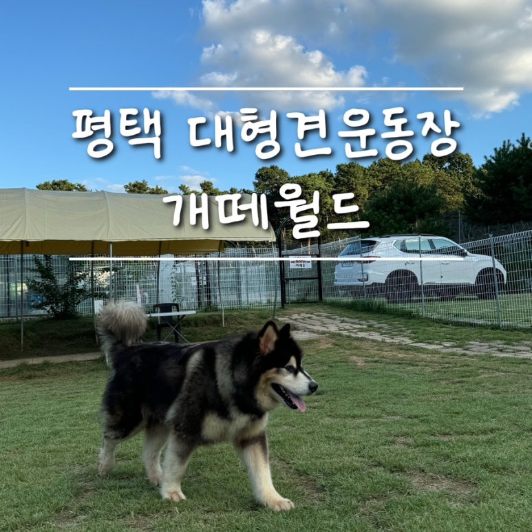 개떼월드 이미지