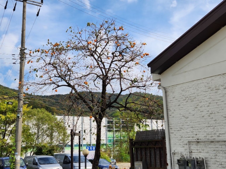 한국장어 이미지