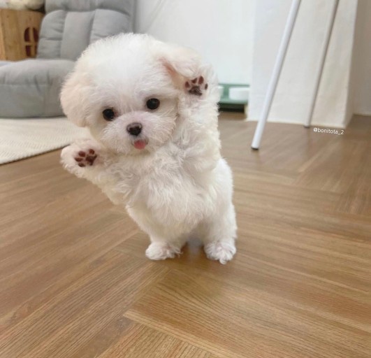 은빛날개 이미지