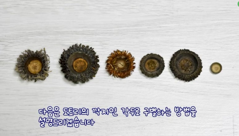 참나무 3형제 이미지