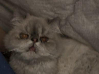 보고싶당 이미지