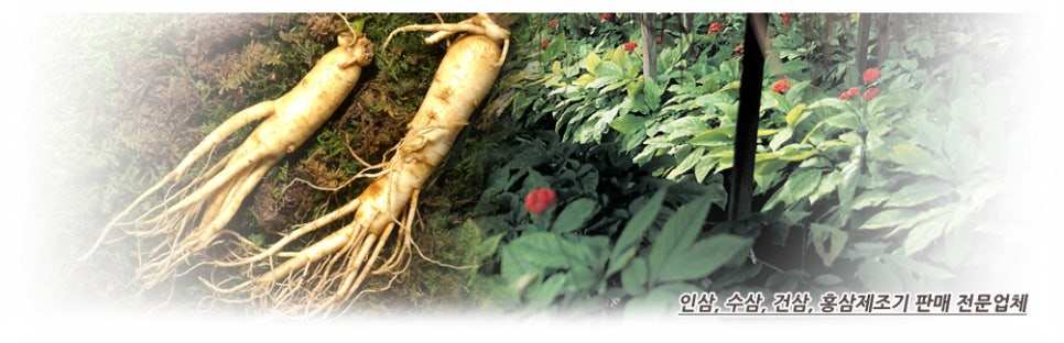 순우리인삼 이미지
