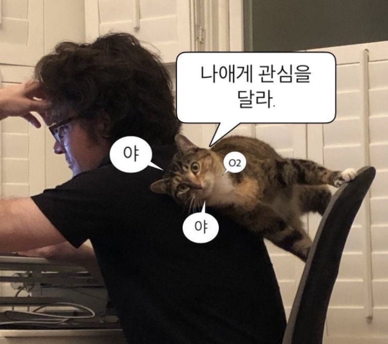 야옹 이미지