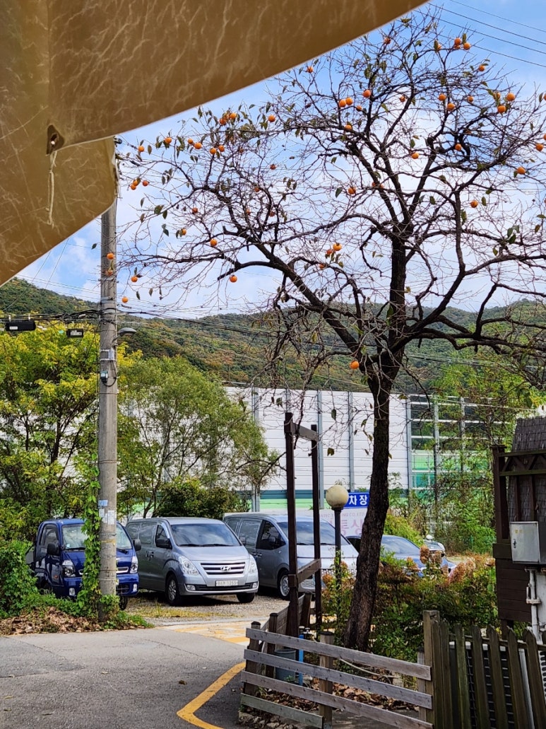 한국장어 이미지