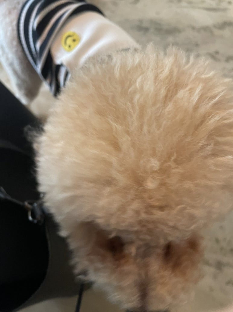 코지누크 이미지