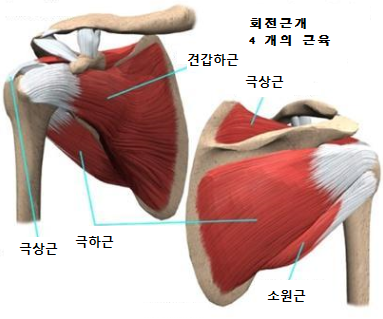바디모어핏 이미지