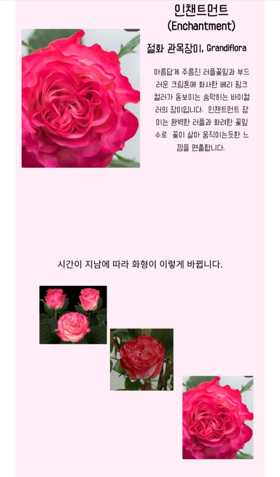 인챈트먼트 이미지