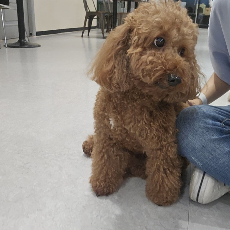 멍브로 이미지