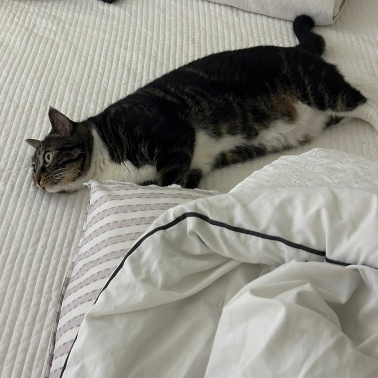 젤라떼리아단;사이 이미지
