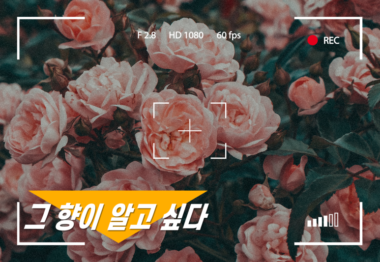 초루향 이미지