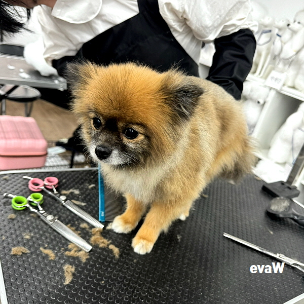 부산 강아지 미용 학원: 단기간 자격증 취득 과정