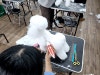 부산 강아지 미용 학원: 단기간 자격증 취득 과정 — 사진 2