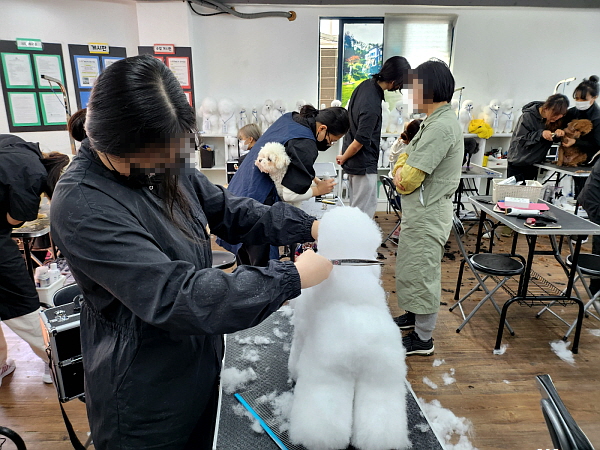부산 강아지 미용 학원: 단기간 자격증 취득 과정 — 사진 5