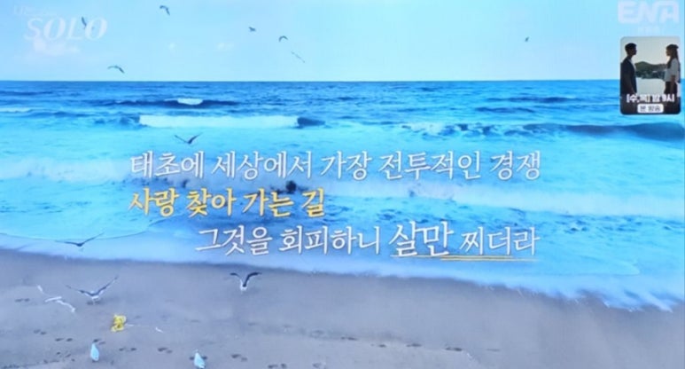 캐일리 이미지