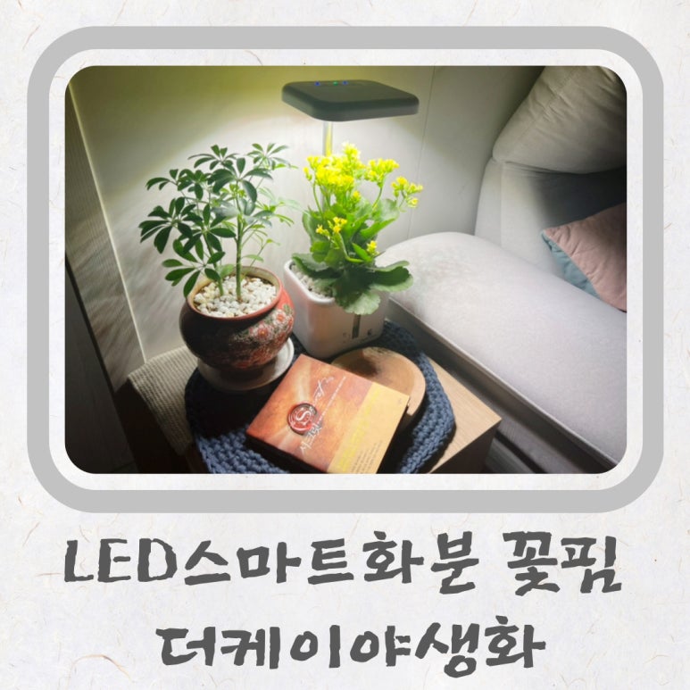더케이야생화 이미지